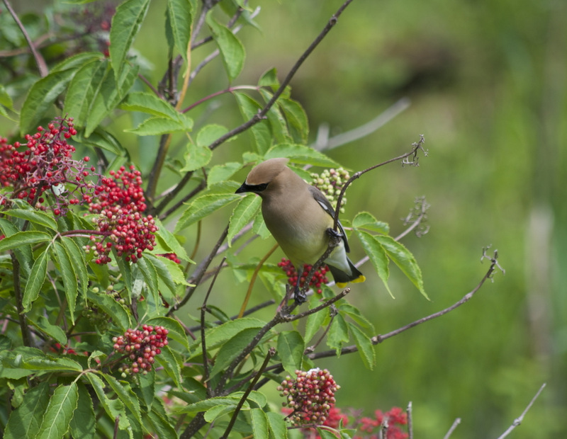 Kiera took this nature book quality photo of the cedar waxwing feast.