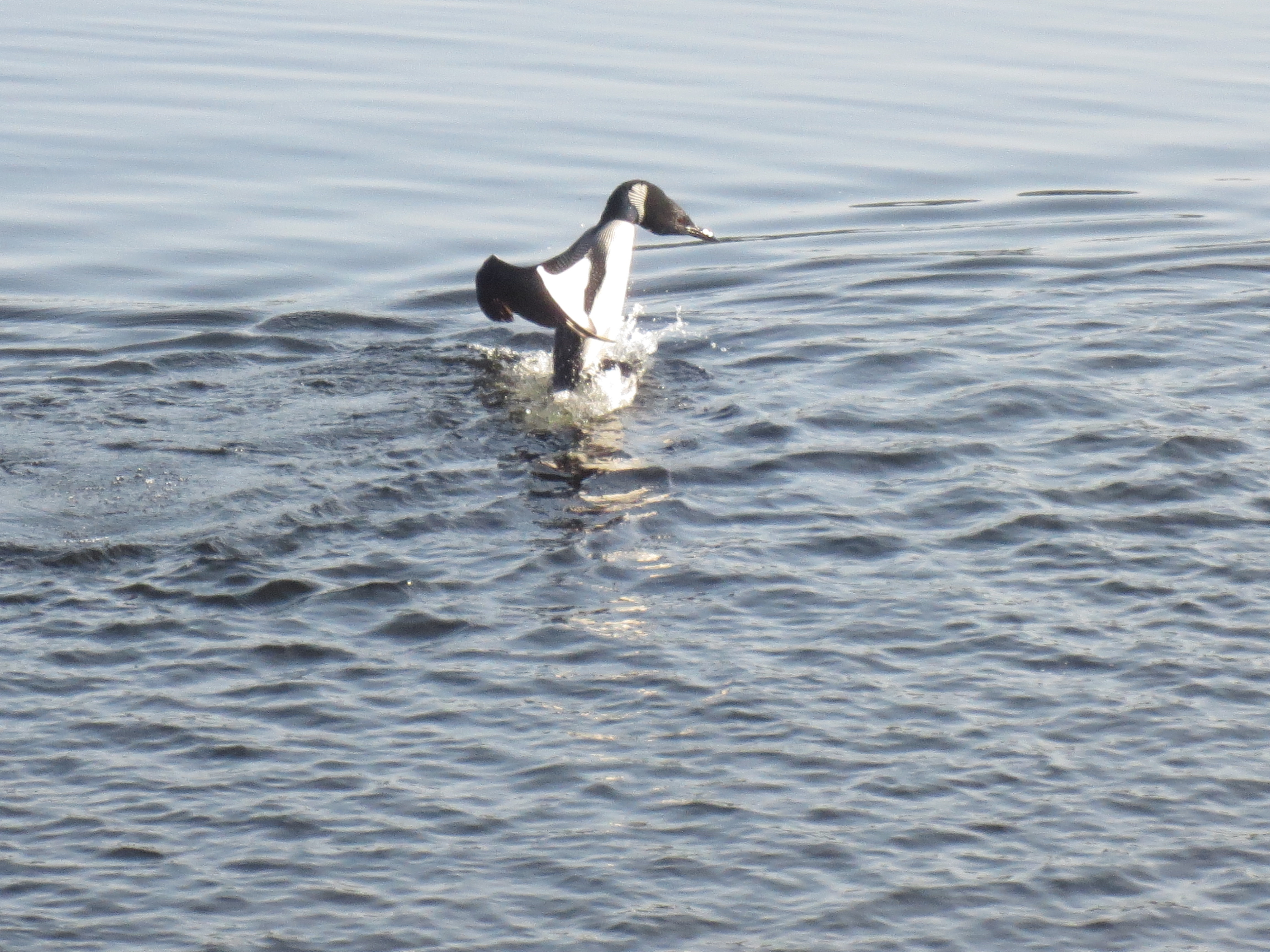 Even more remarkably, the mergansers startled this loon, who expanded his girth to about twice its normal size.  Those ducks took off at about 100 miles per hour.  So, indeed, "Life is camp and camp is life."  