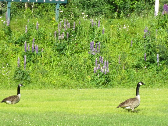 The geese had the run of the place, although those purple lupine made this photo a 